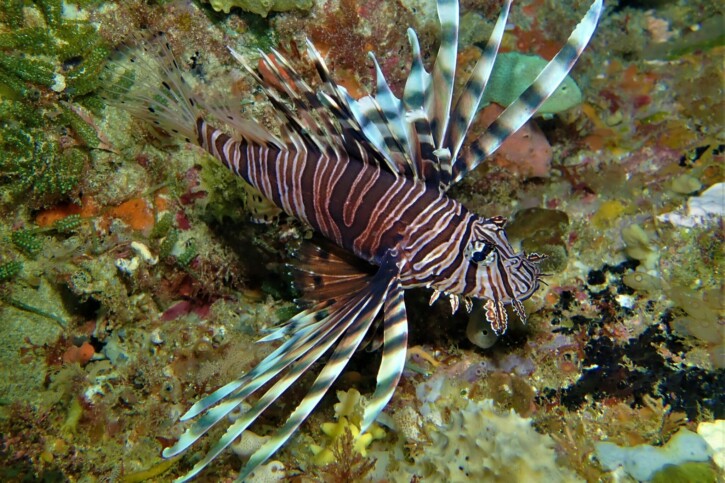 Pterois volitans - rascasse volante