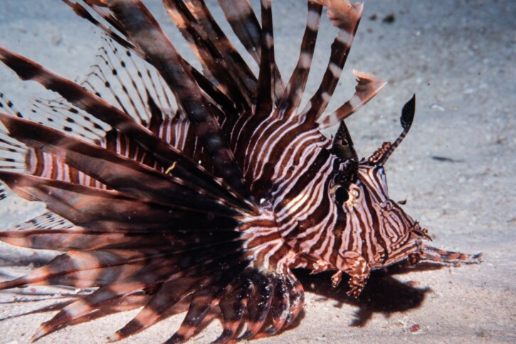 Pterois volitans - rascasse volante