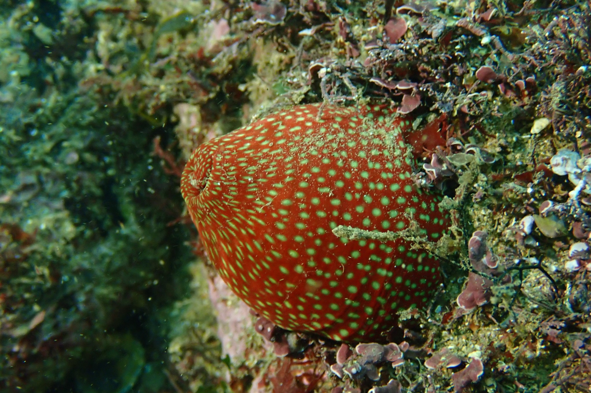 Actinia fragacea