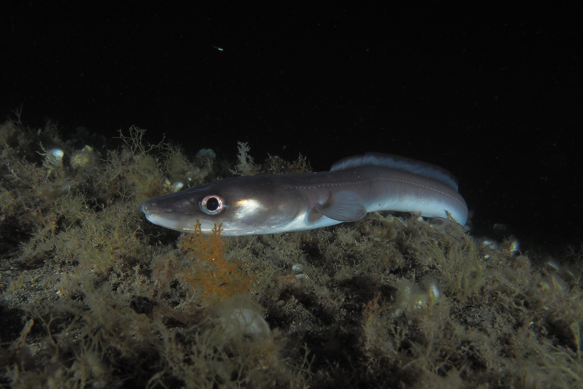 Conger conger
