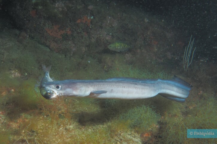 Conger conger - congre