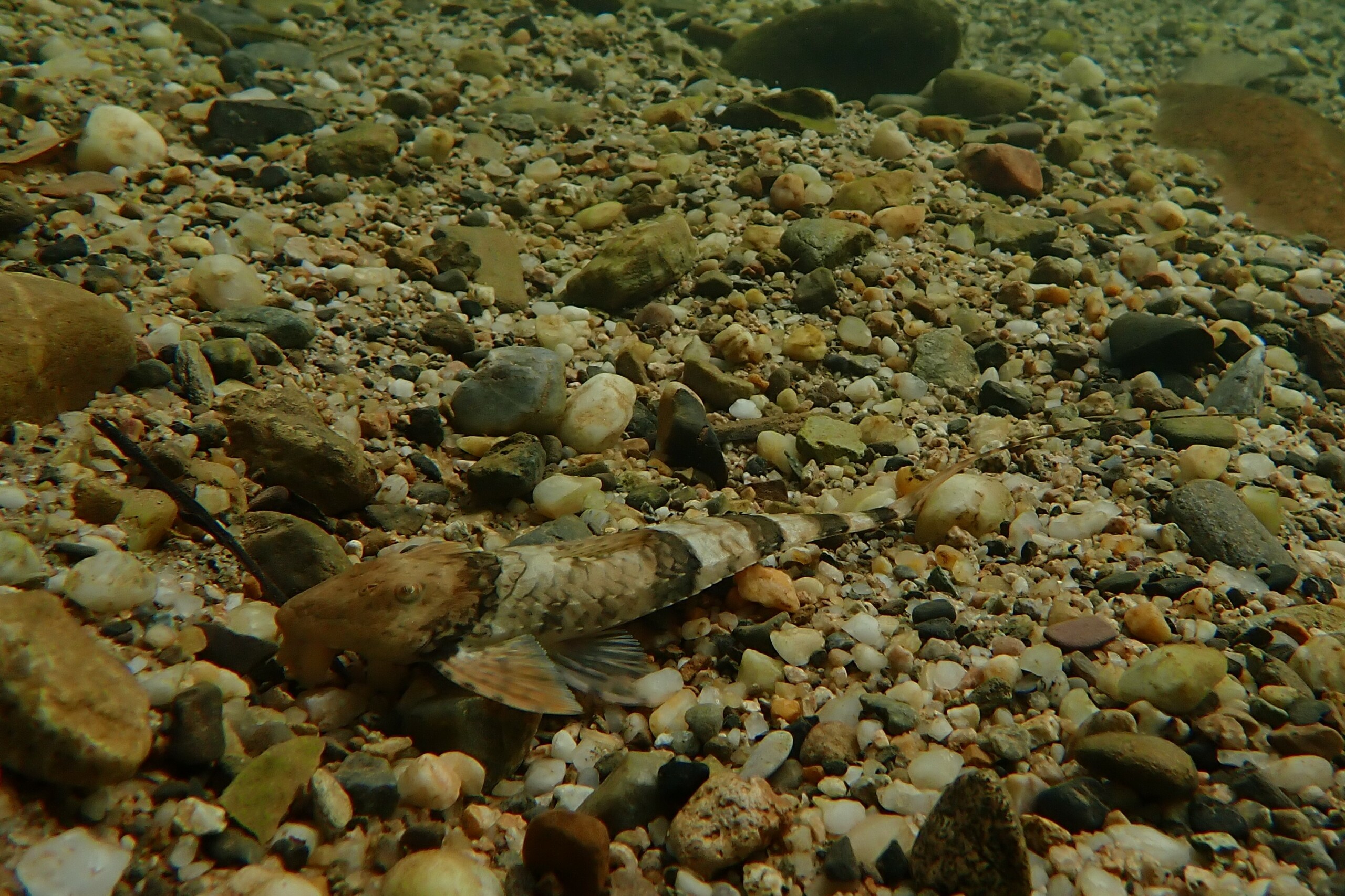 Spatuloricaria puganensis