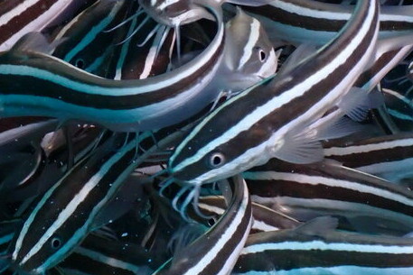 Plotosus lineatus
