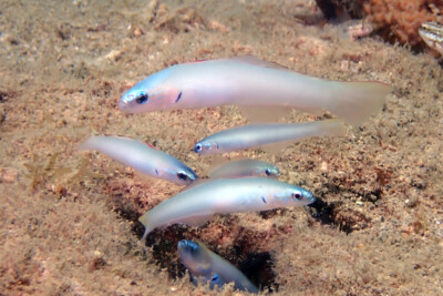 poisson-fléchette nacré Microdesmidae