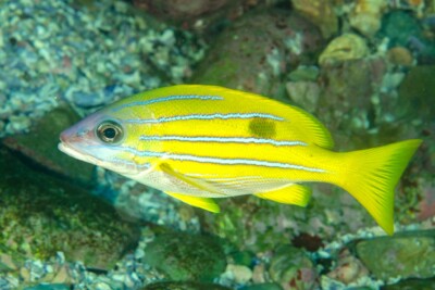 vivaneau à raies bleues Lutjanidae