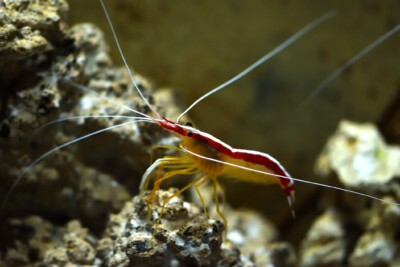 crevette nettoyeuse d'Amboine Lysmatidae