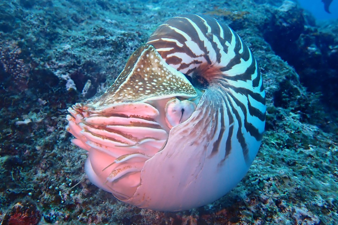 Nautilus macromphalus