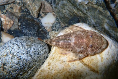 Chaetostoma microps Loricariidae