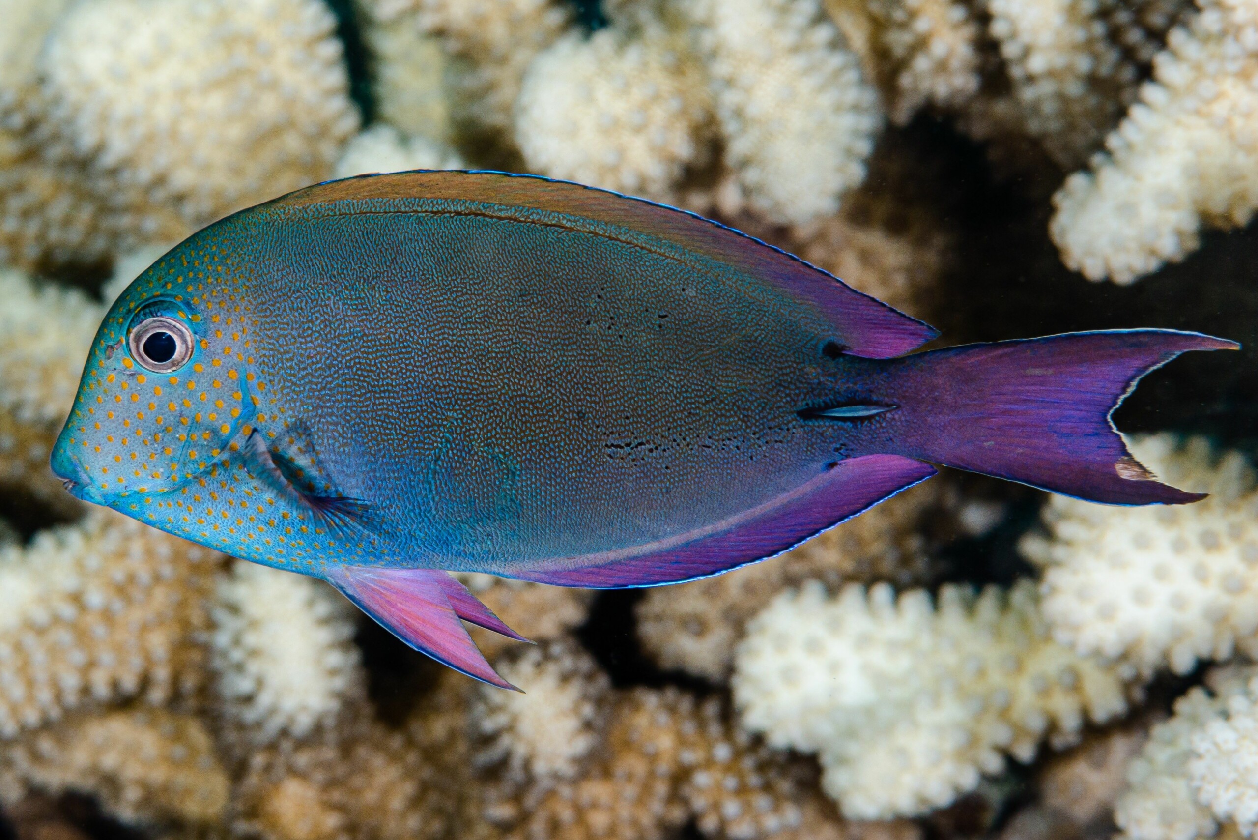 Acanthurus nigrofuscus
