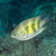 picture of Amblyglyphidodon curacao