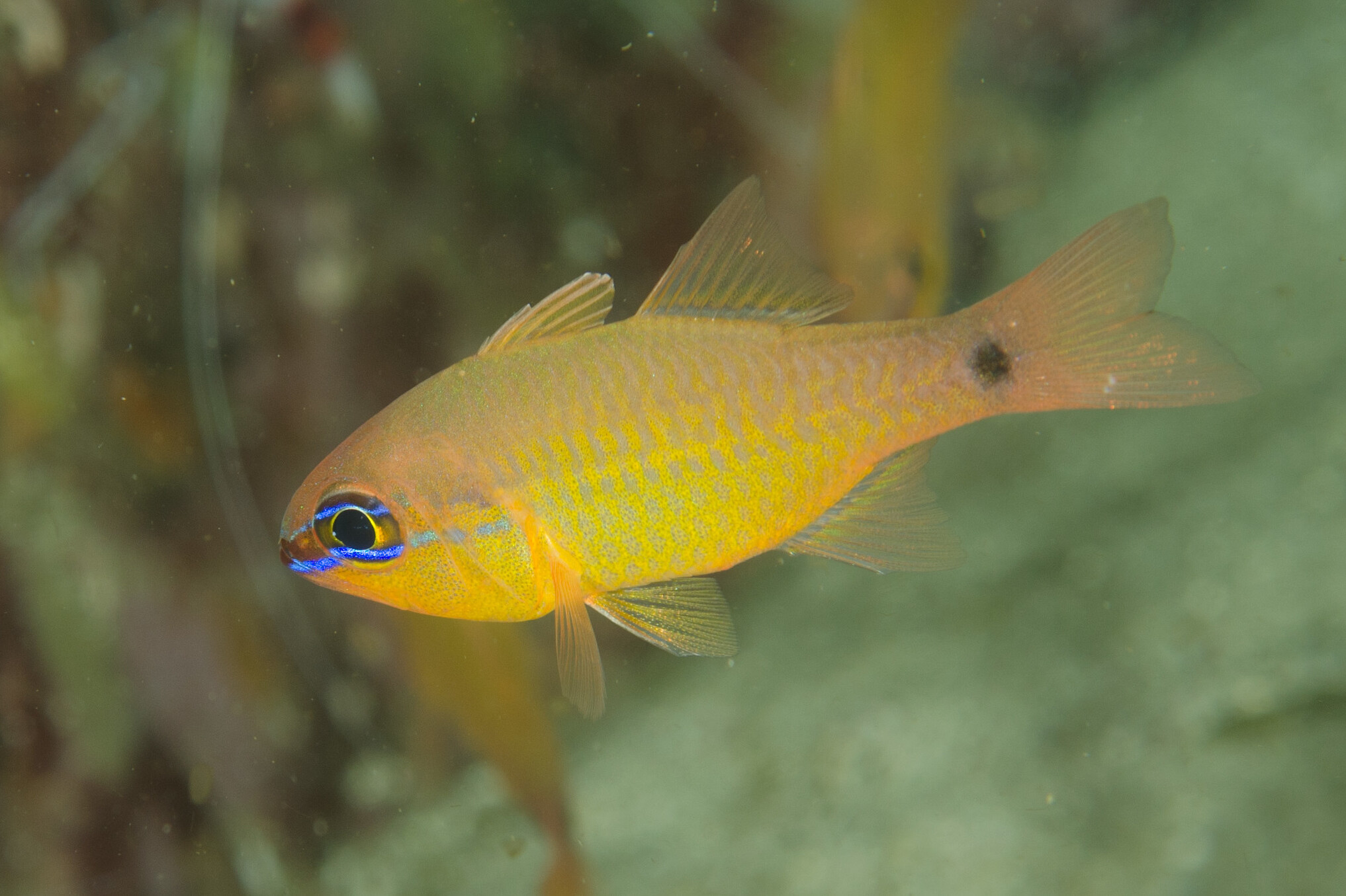 Apogon capricornis