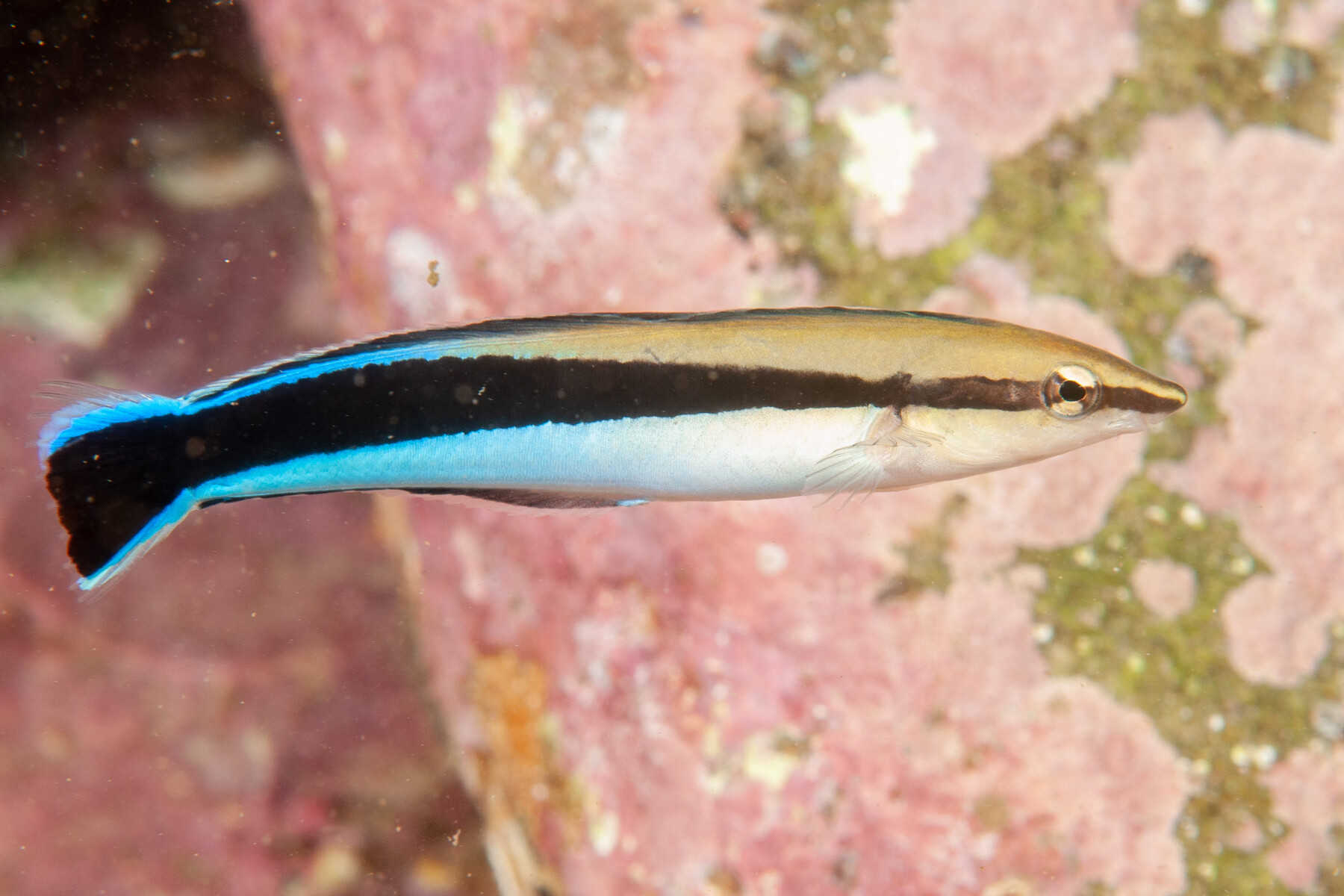 Aspidontus taeniatus