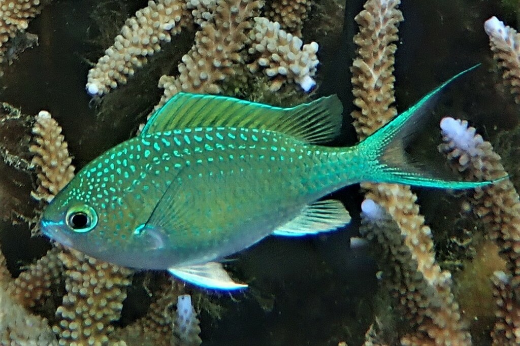Chromis atripectoralis