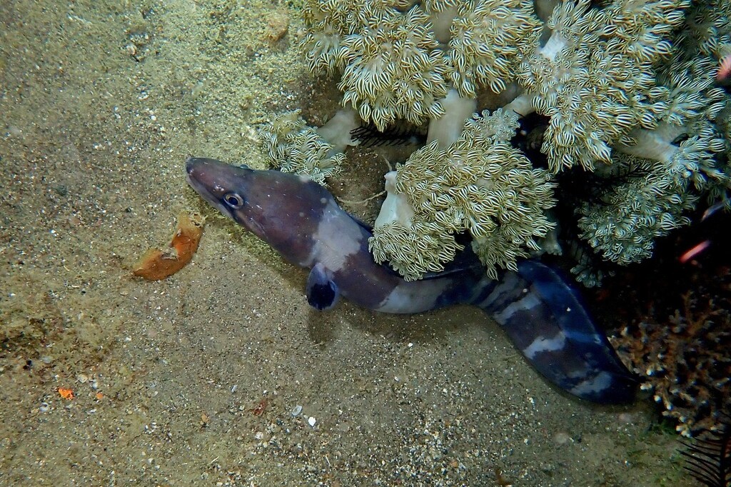 Conger cinereus