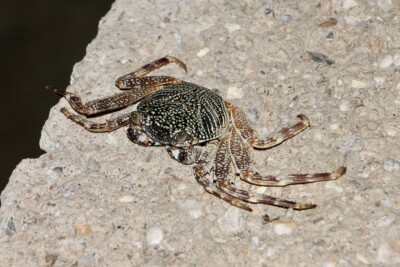 crabe coureur tacheté grapsidae