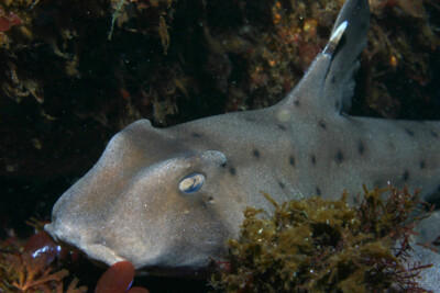 requin dormeur cornu Heterodontidae