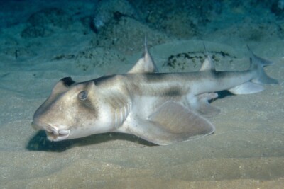 requin dormeur à crête Heterodontidae