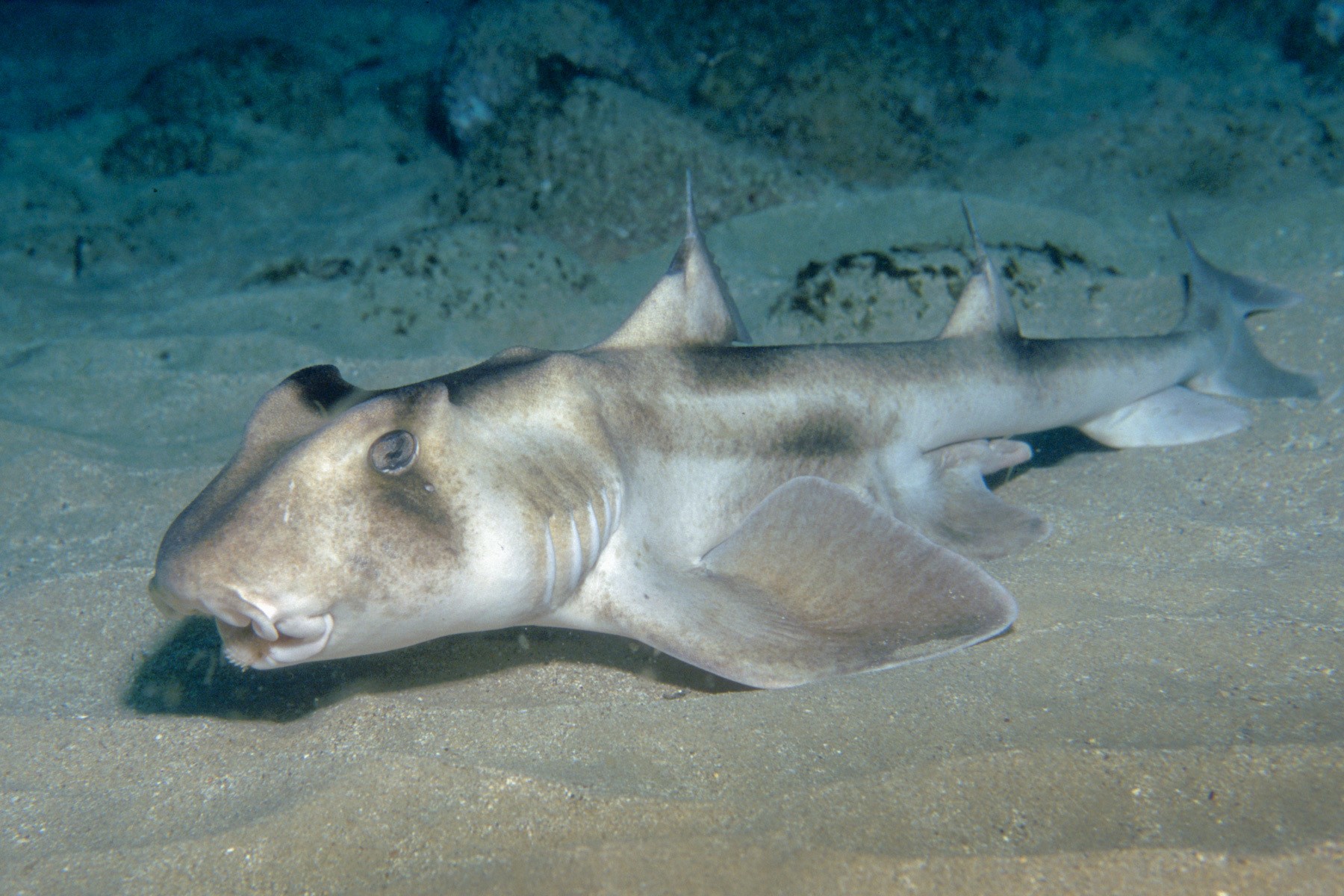 Heterodontus galeatus