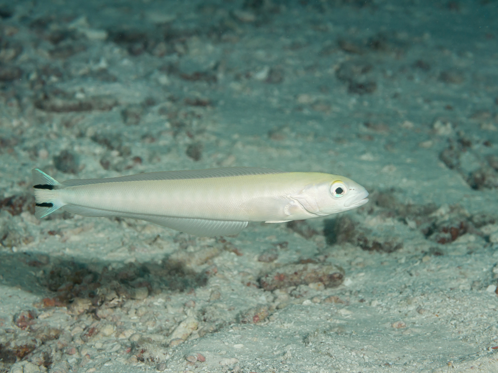 Malacanthus brevirostris