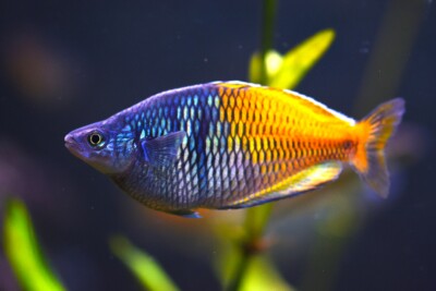 Espèce : pez arco iris