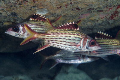 poisson-écureuil tacheté Holocentridae