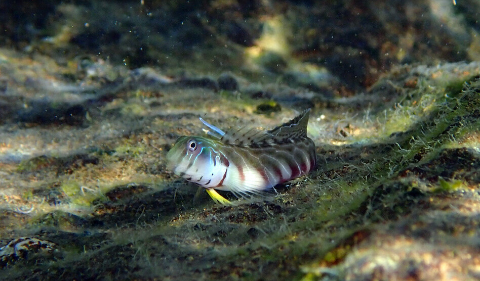 Omobranchus germaini