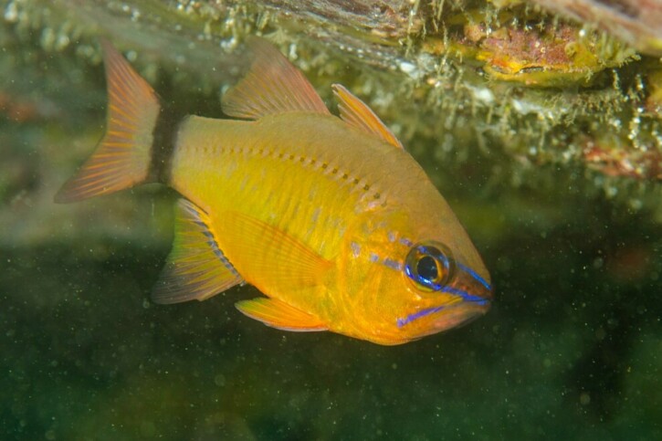 Ostorhinchus aureus