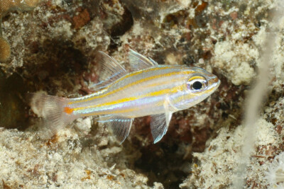 Ostorhinchus rubrimacula Apogonidae