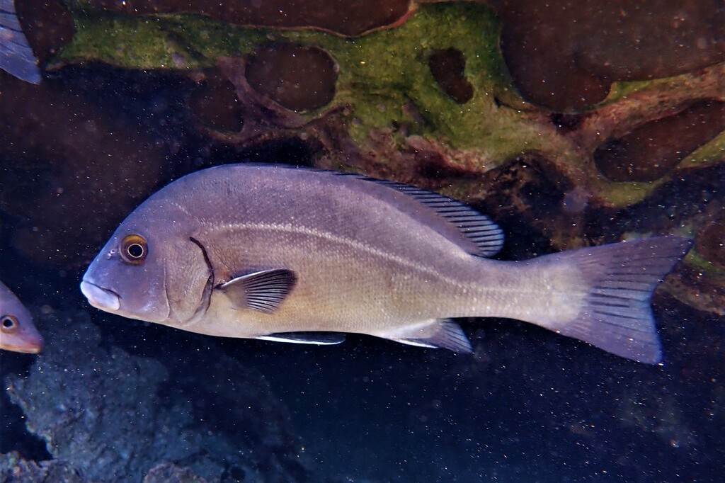 Plectorhinchus gibbosus