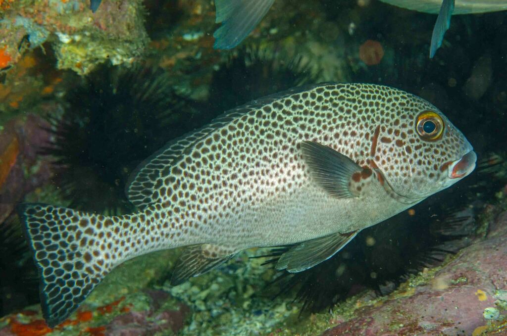 Plectorhinchus picus