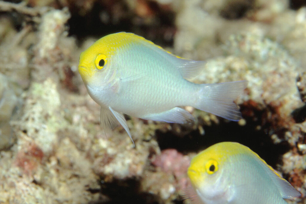Pomacentrus aurifrons