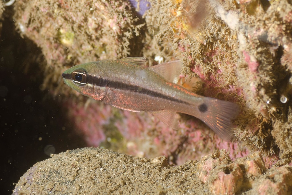 Pristiapogon fraenatus