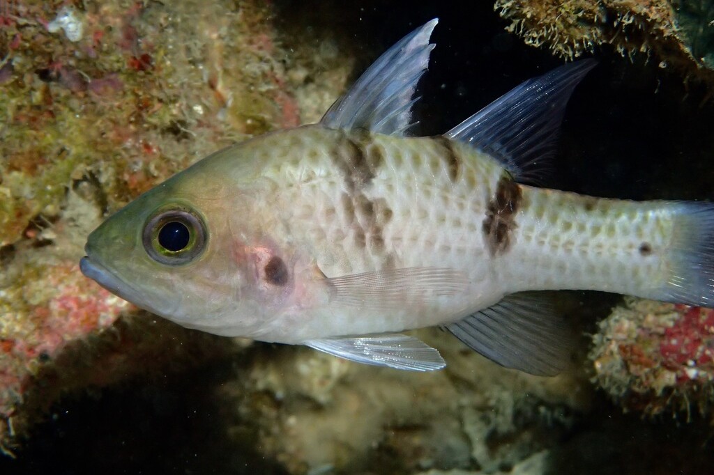 Pristicon trimaculatus