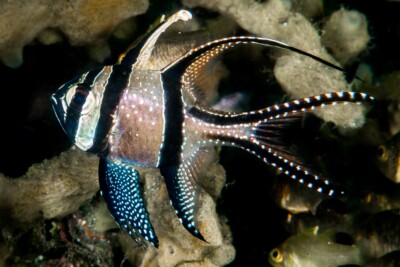 Poisson cardinal de Banggai Apogonidae
