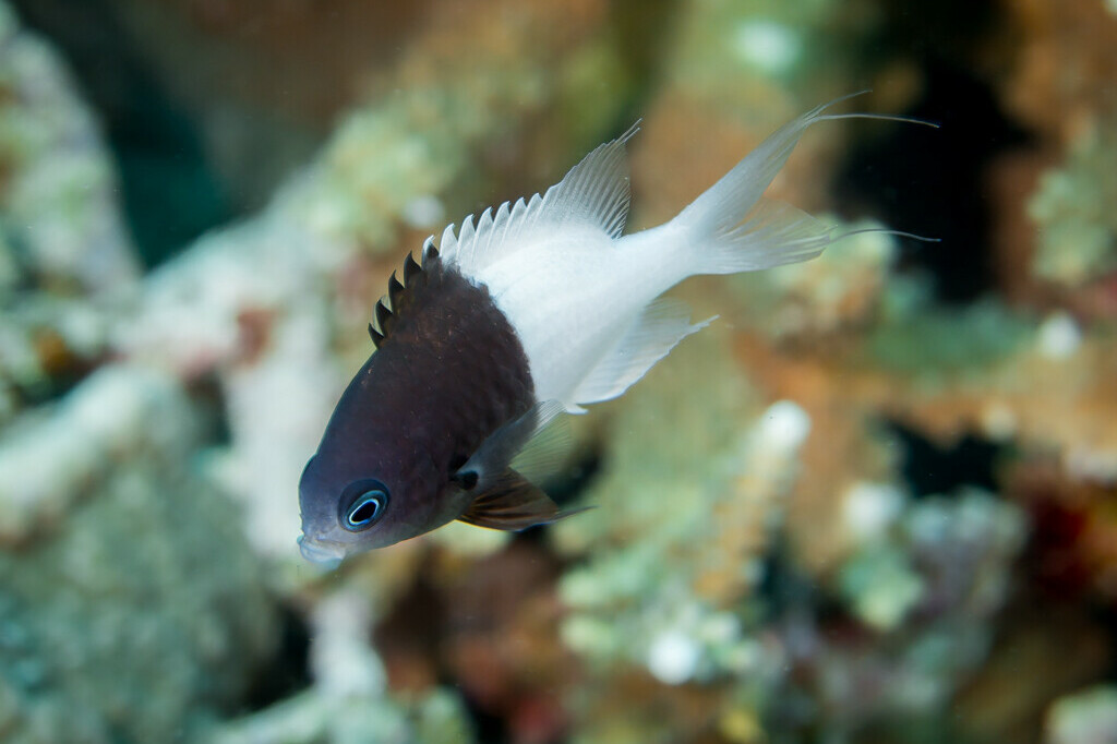 Pycnochromis iomelas