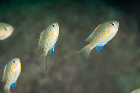 Pycnochromis vanderbilti - chromis à queue noire