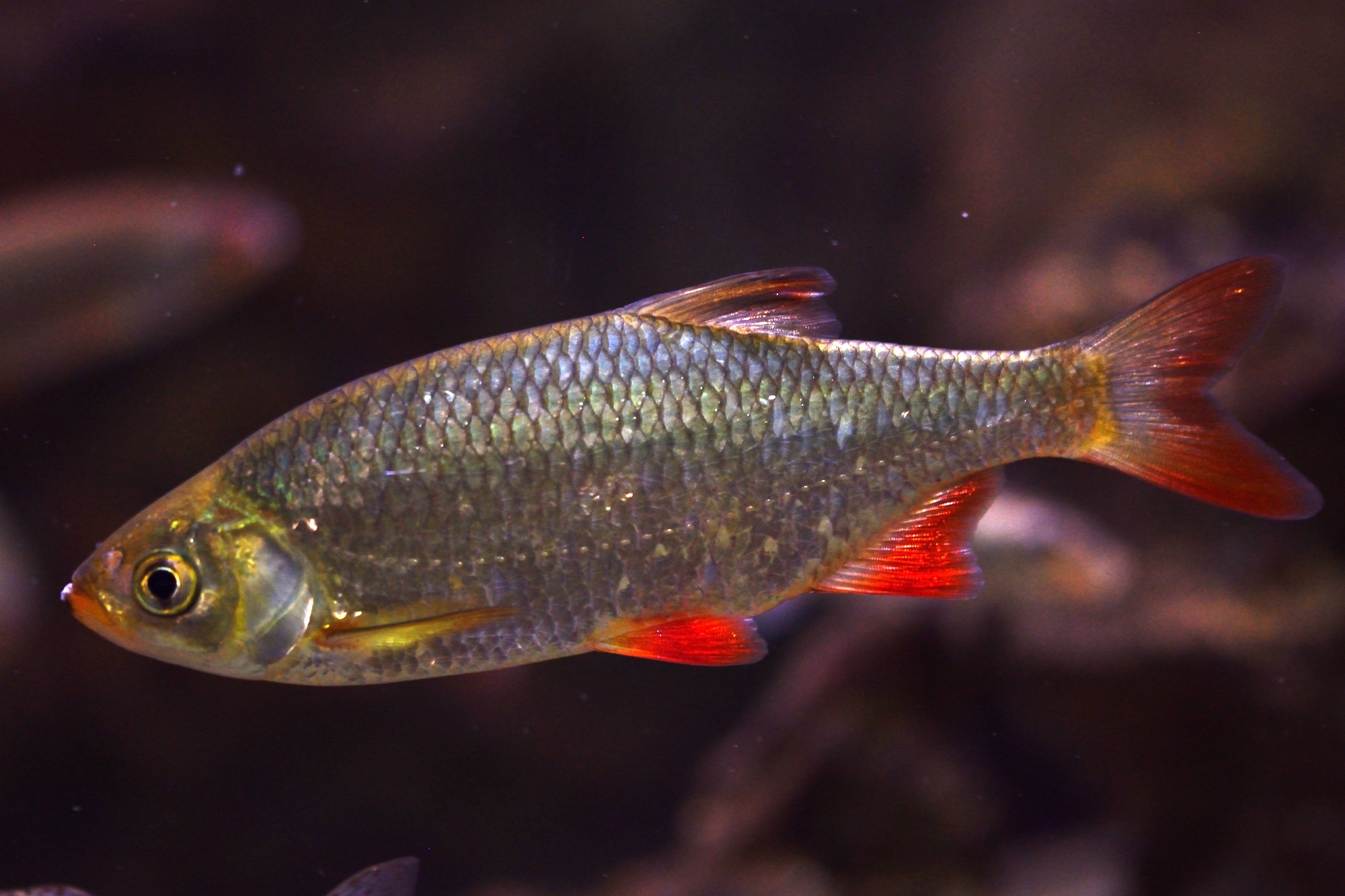 Scardinius erythrophthalmus