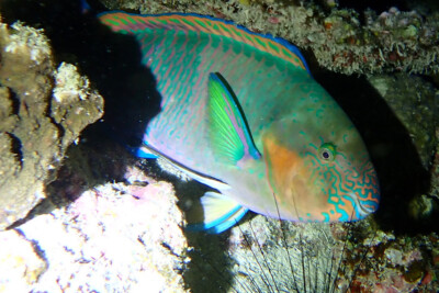 poisson-perroquet à museau rayé Scaridae