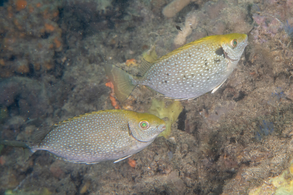 Siganus fuscescens