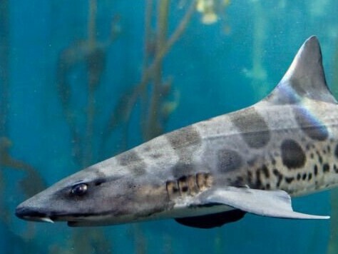 Triakis semifasciata