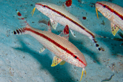 Upeneus tragula Mullidae