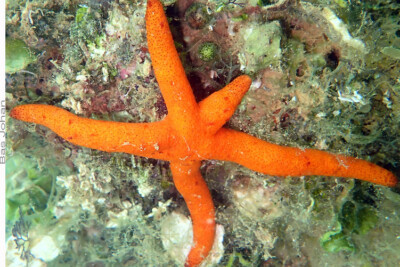 étoile de mer de Luzon Echinasteridae