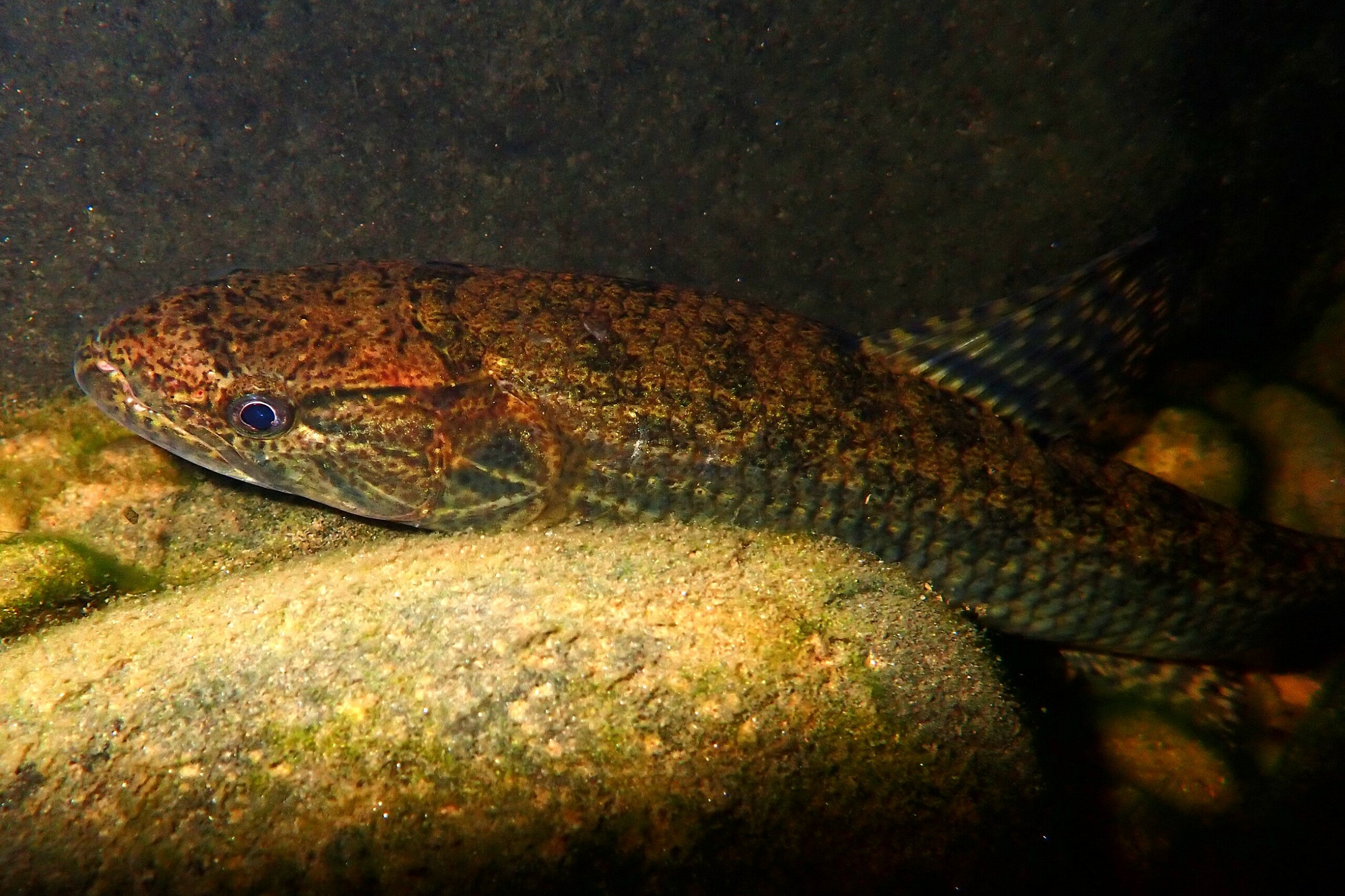Hoplias malabaricus