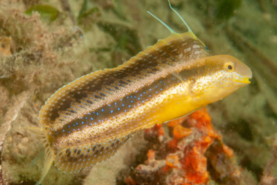 blennie brune à dents de sabre Blenniidae