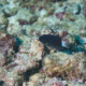 picture of Pycnochromis leucurus