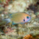 picture of Pycnochromis pacifica
