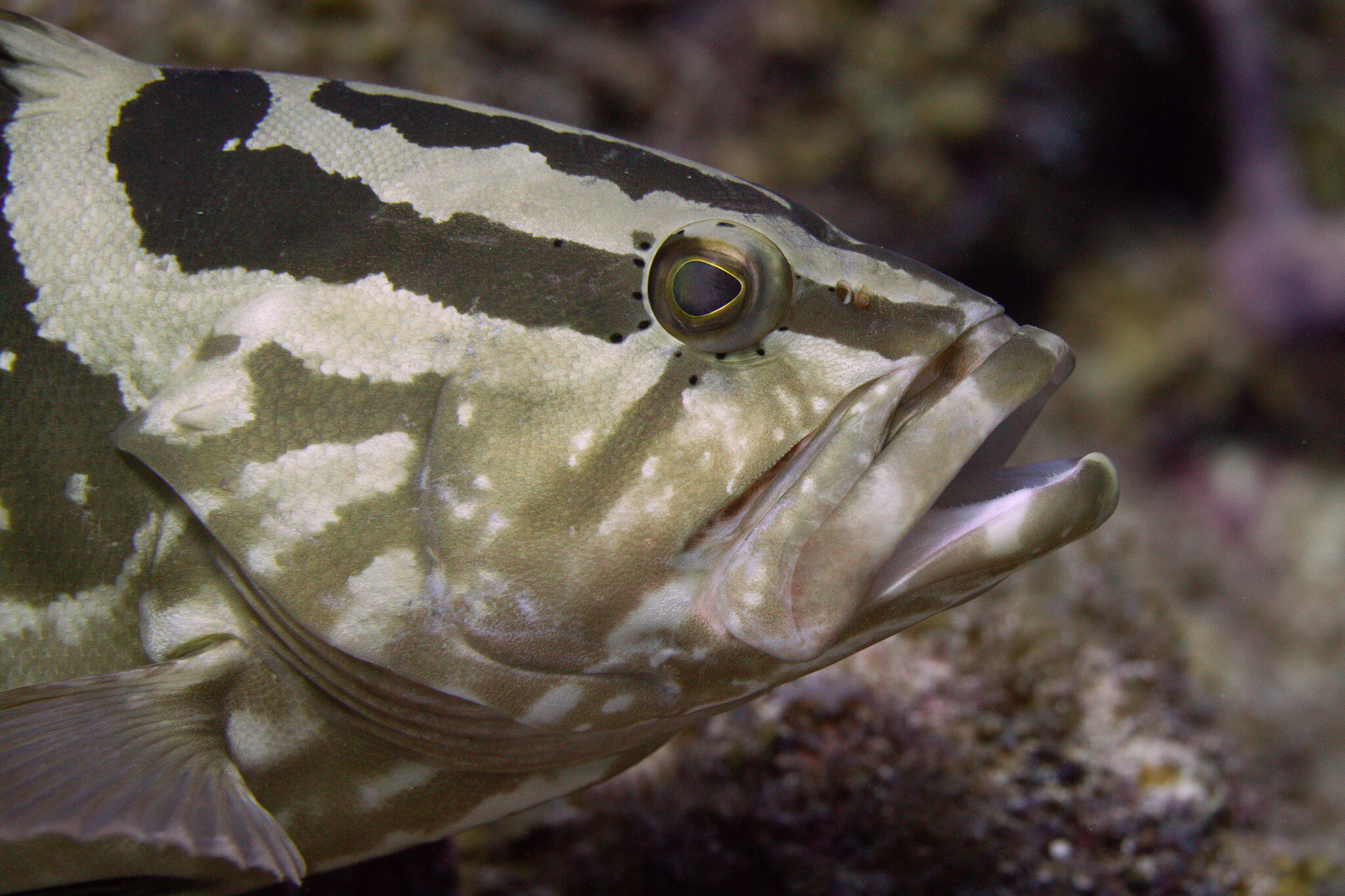 Epinephelus striatus