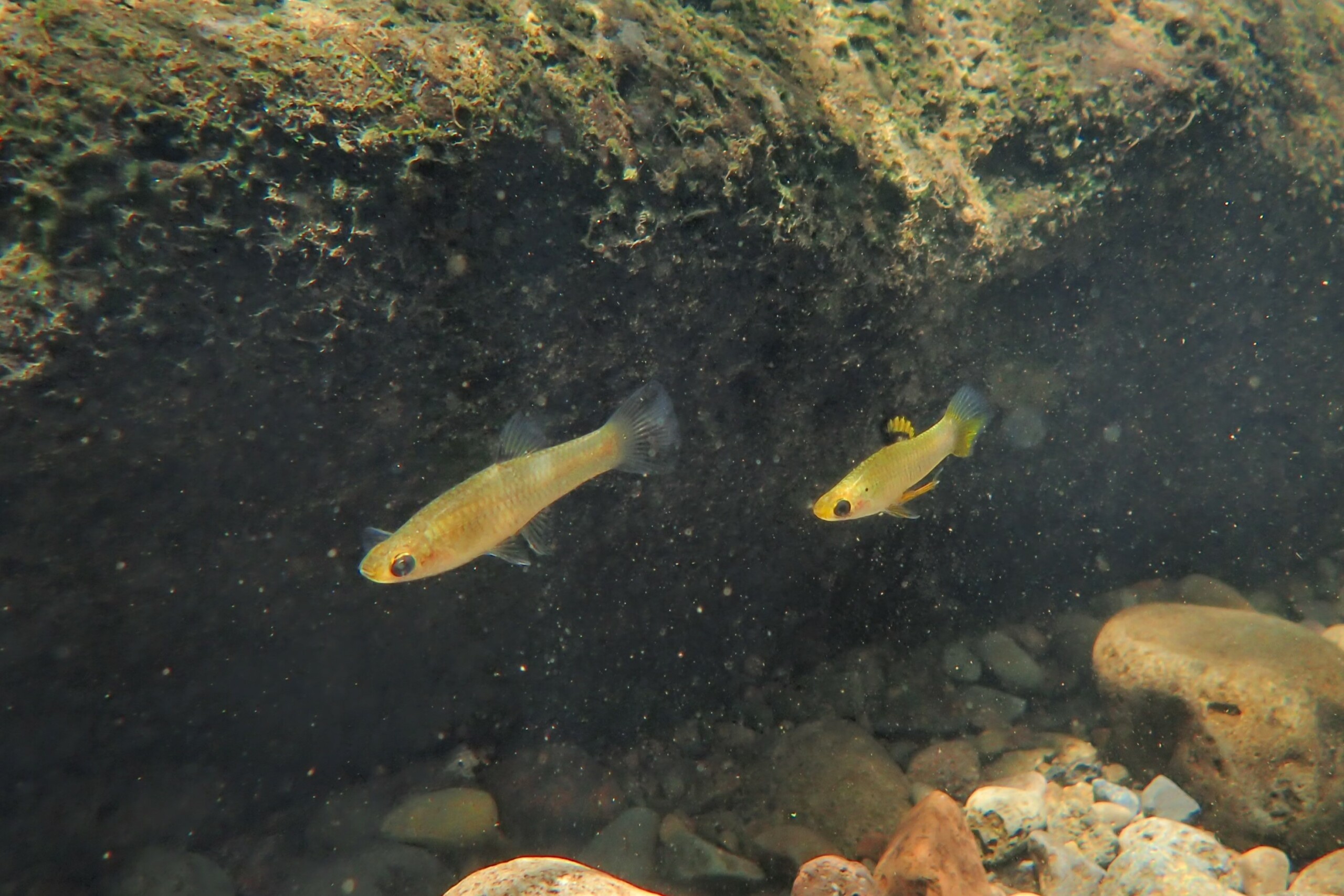 Xenophallus umbratilis