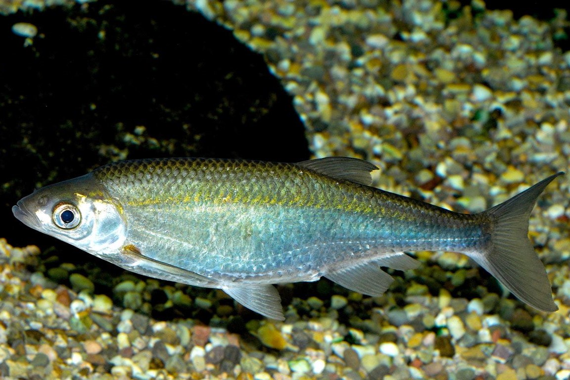 Alburnus alburnus