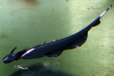 Poisson couteau Apteronotidae